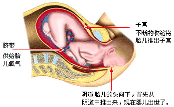 ڶa(chn)